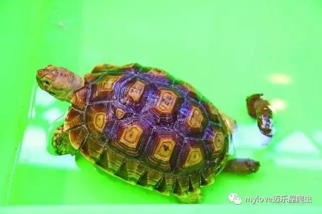 我是陆龟但是我也很怕热哦，千万不要让我暴晒哟