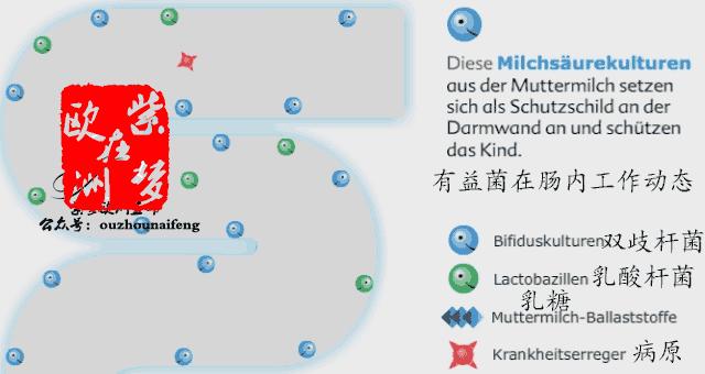 剖腹产宝宝肠道缺少什么益生菌,剖腹产的小孩肠道比较弱