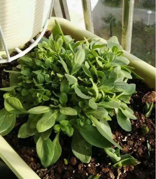 她把这些花养成了花球，竟然靠的是小小剪刀一把？