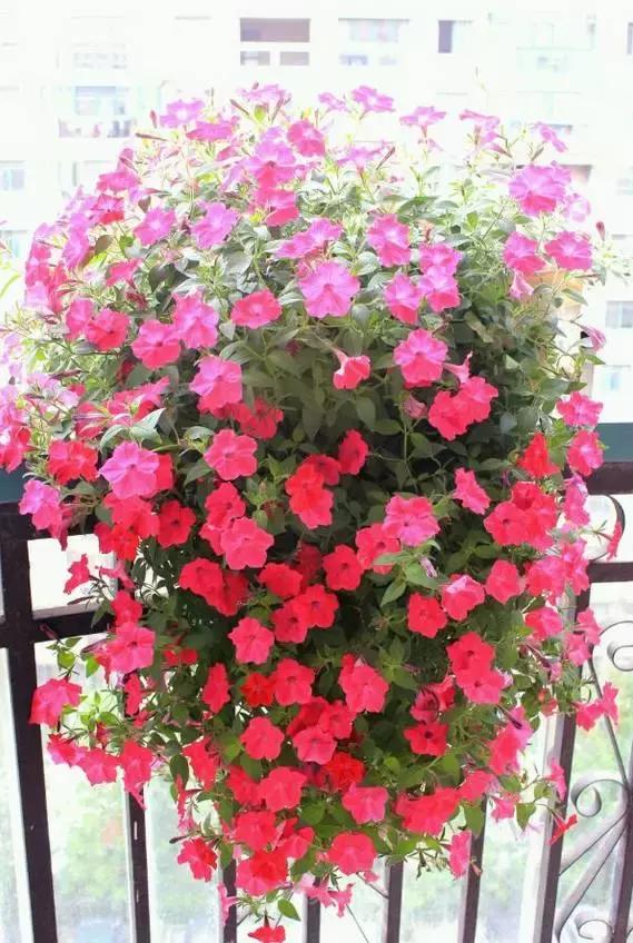 她把这些花养成了花球，竟然靠的是小小剪刀一把？