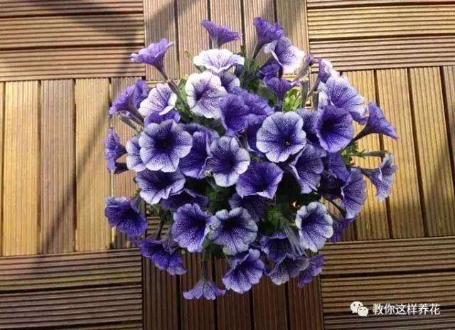 她把这些花养成了花球，竟然靠的是小小剪刀一把？