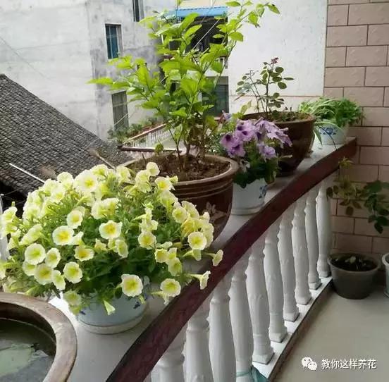 她把这些花养成了花球，竟然靠的是小小剪刀一把？