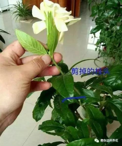 她把这些花养成了花球，竟然靠的是小小剪刀一把？