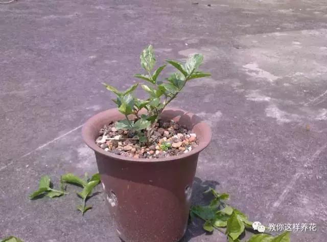 她把这些花养成了花球，竟然靠的是小小剪刀一把？