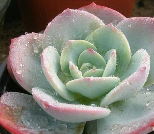 多肉植物天天淋着雨水怎么办,室外养多肉如何防雨水