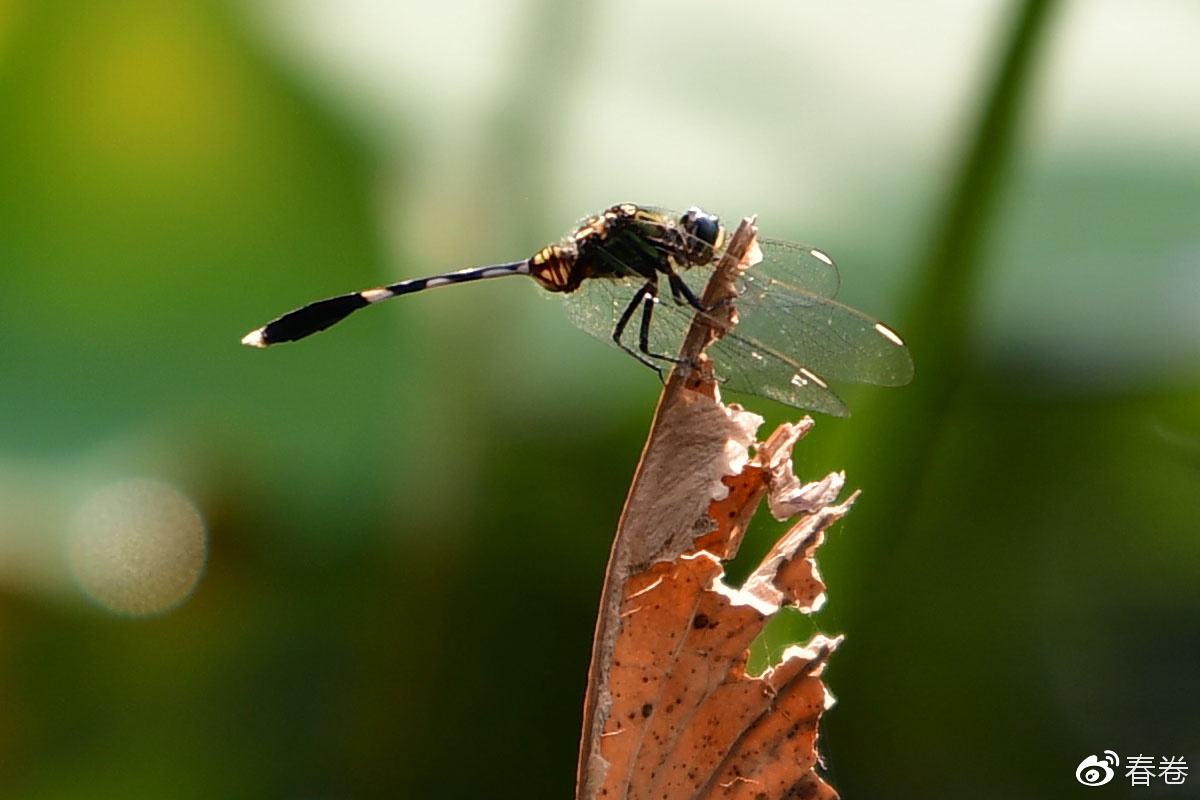 尼康和腾龙合作的镜头,尼康腾龙长变焦镜头比较