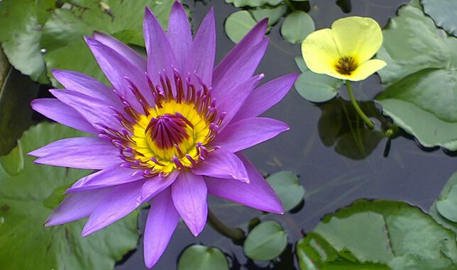 荷花和睡莲的区别在哪里,睡莲与荷花区别在什么地方