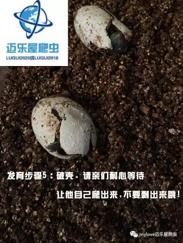 赫曼怎么繁殖,赫曼什么时候繁殖