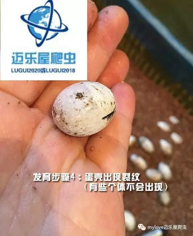 赫曼怎么繁殖,赫曼什么时候繁殖