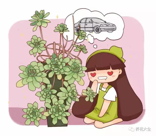 10多万一盆的多肉有吗 (他凭一个浇水口诀养了2000盆多肉)
