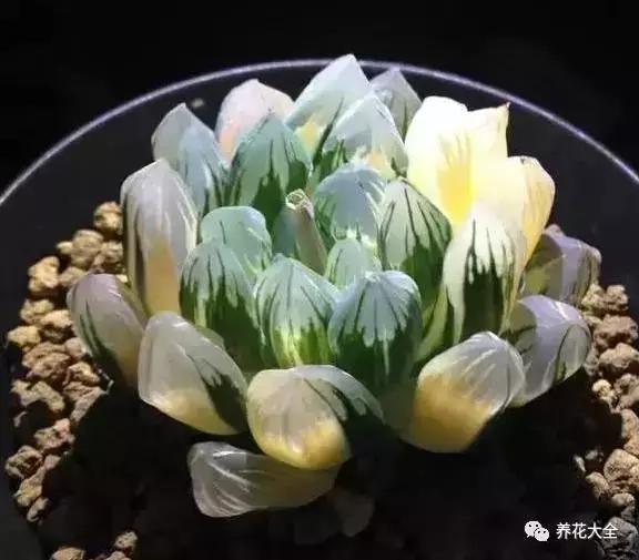 10多万一盆的多肉有吗 (他凭一个浇水口诀养了2000盆多肉)