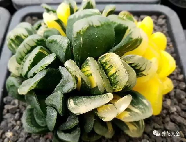 10多万一盆的多肉有吗 (他凭一个浇水口诀养了2000盆多肉)