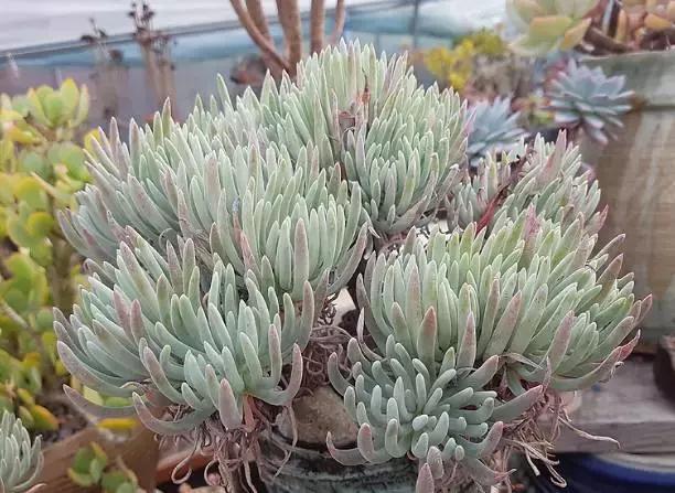 10多万一盆的多肉有吗 (他凭一个浇水口诀养了2000盆多肉)