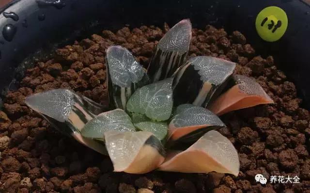 10多万一盆的多肉有吗 (他凭一个浇水口诀养了2000盆多肉)