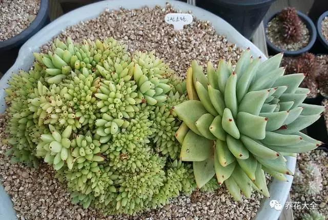 10多万一盆的多肉有吗 (他凭一个浇水口诀养了2000盆多肉)