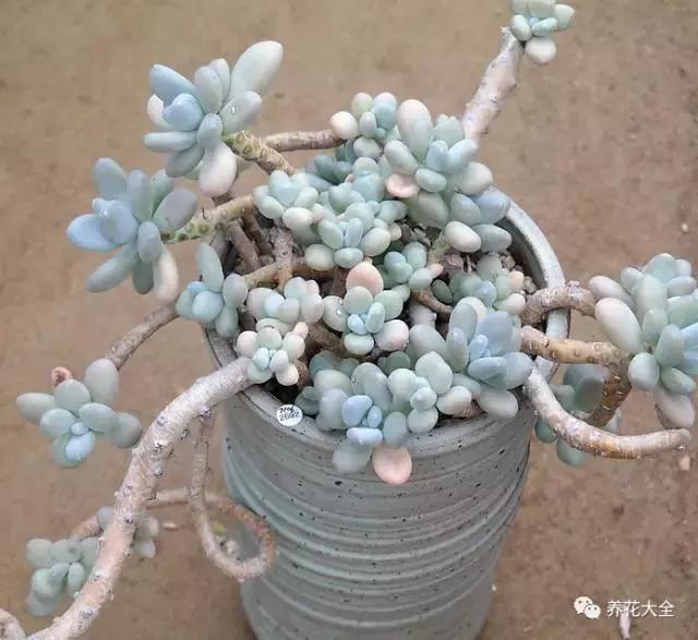10多万一盆的多肉有吗 (他凭一个浇水口诀养了2000盆多肉)