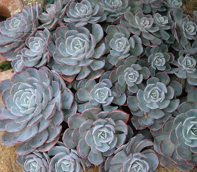 10多万一盆的多肉有吗 (他凭一个浇水口诀养了2000盆多肉)