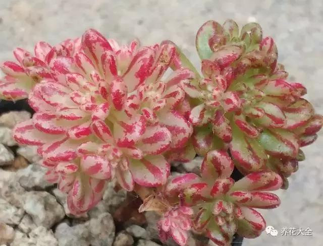 10多万一盆的多肉有吗 (他凭一个浇水口诀养了2000盆多肉)