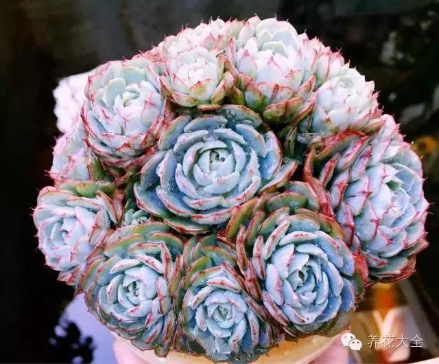 10多万一盆的多肉有吗 (他凭一个浇水口诀养了2000盆多肉)