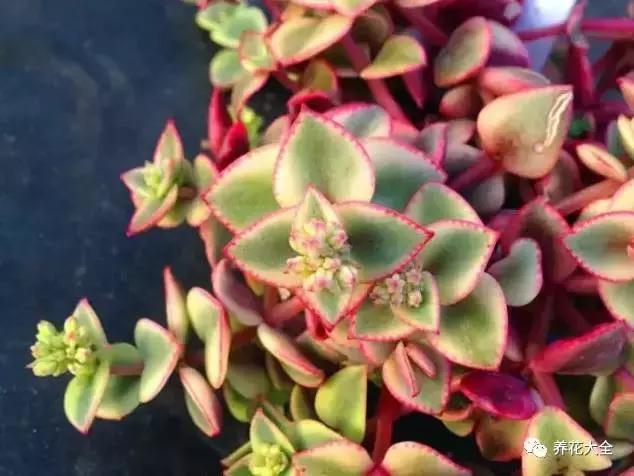 10多万一盆的多肉有吗 (他凭一个浇水口诀养了2000盆多肉)