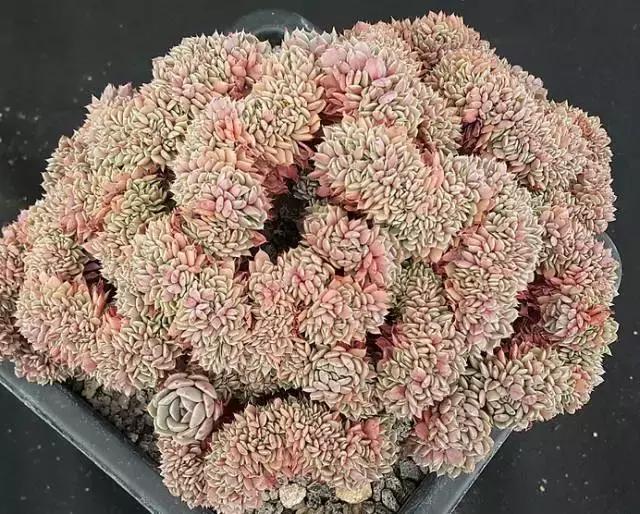 10多万一盆的多肉有吗 (他凭一个浇水口诀养了2000盆多肉)