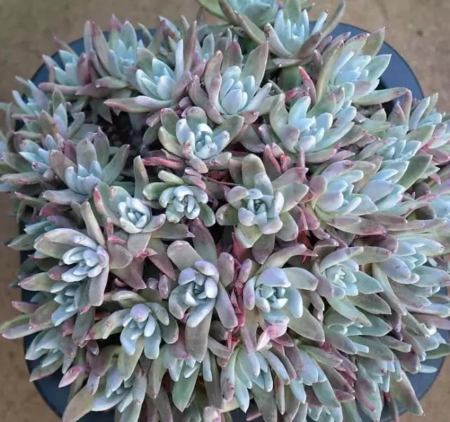 10多万一盆的多肉有吗 (他凭一个浇水口诀养了2000盆多肉)