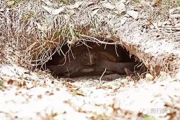 藏穴是什么意思,藏穴