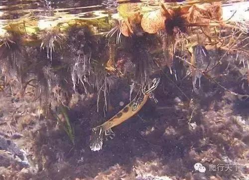 藏穴是什么意思,藏穴