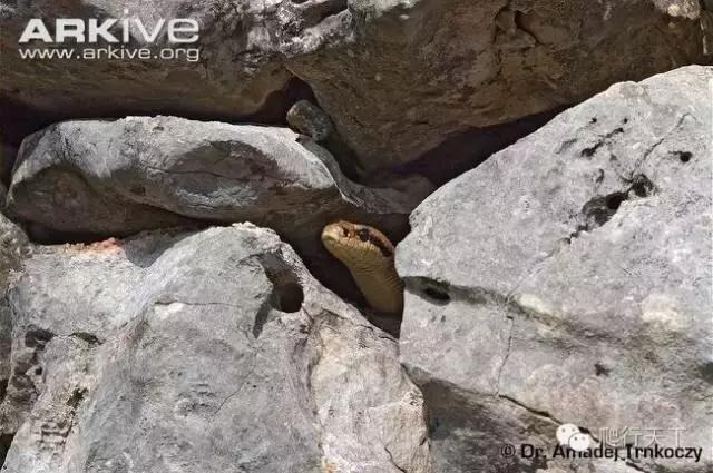 藏穴是什么意思,藏穴