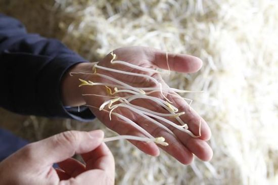 餐桌上你所忽视的健康隐患,餐桌上常见的十大有毒的食物