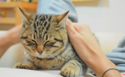 喵星人的动作好搞笑,为什么喵星人都喜欢这个动作