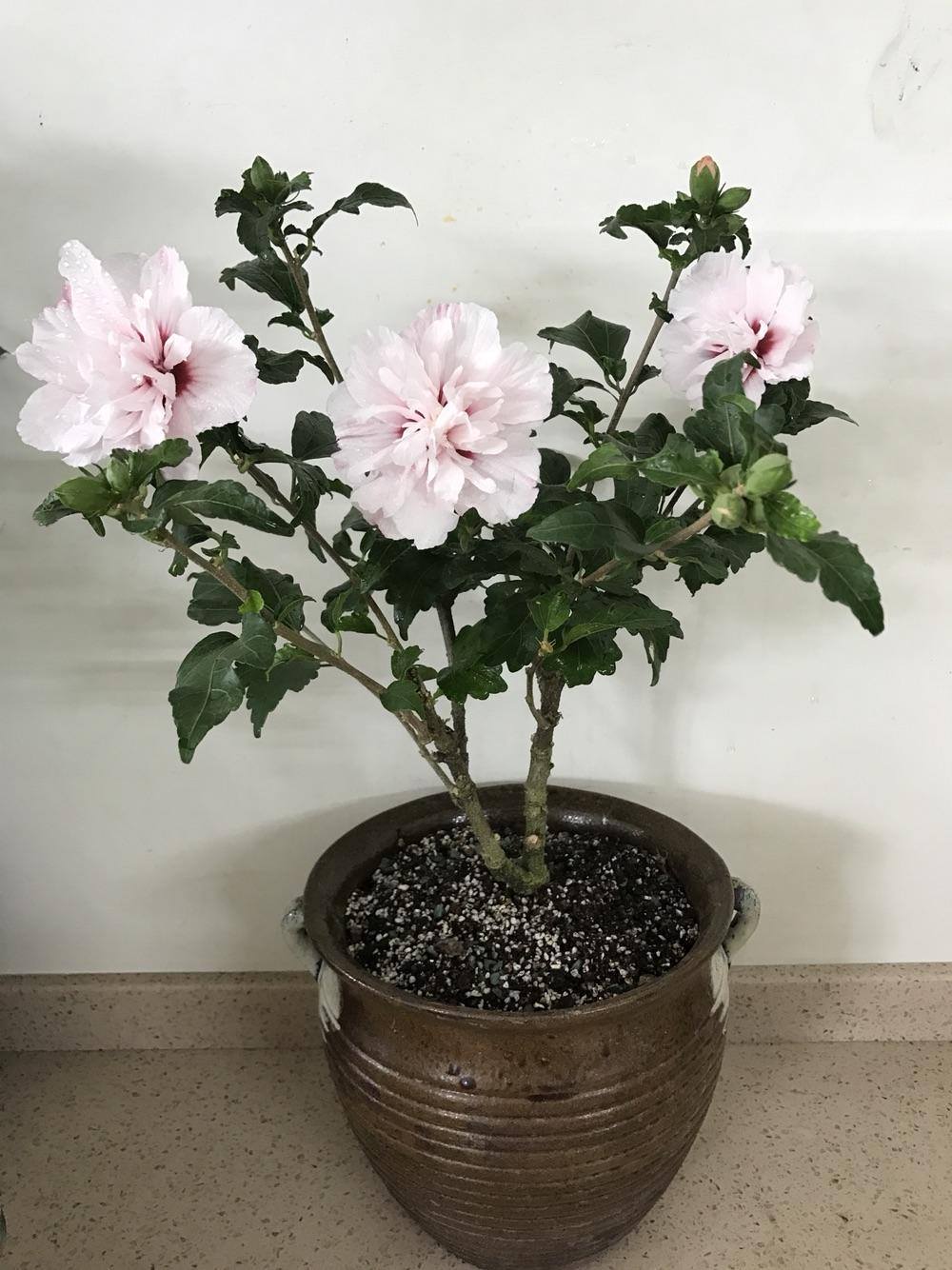 淡粉色木槿花美篇,分享木槿花之美图片