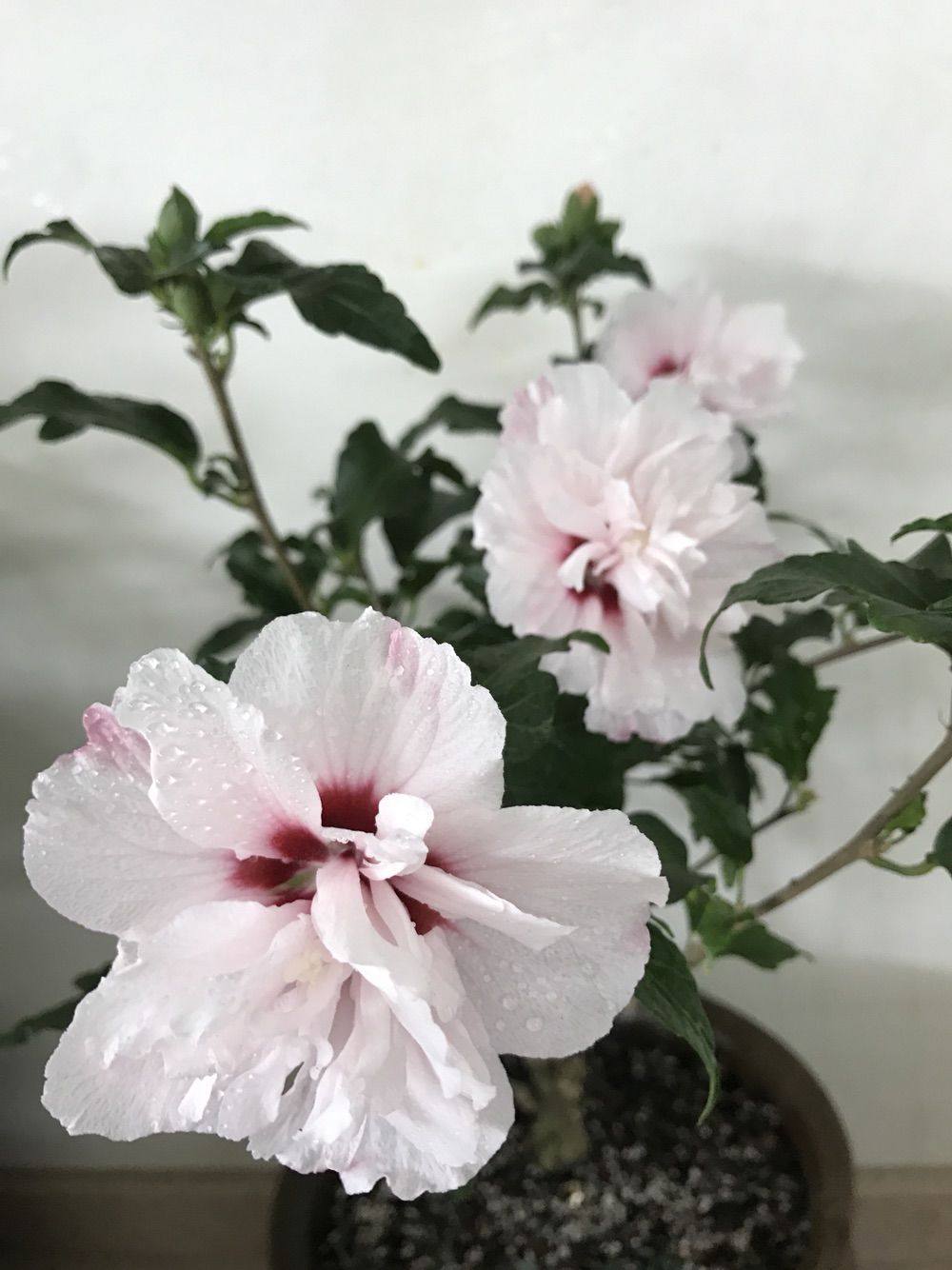 淡粉色木槿花美篇,分享木槿花之美图片