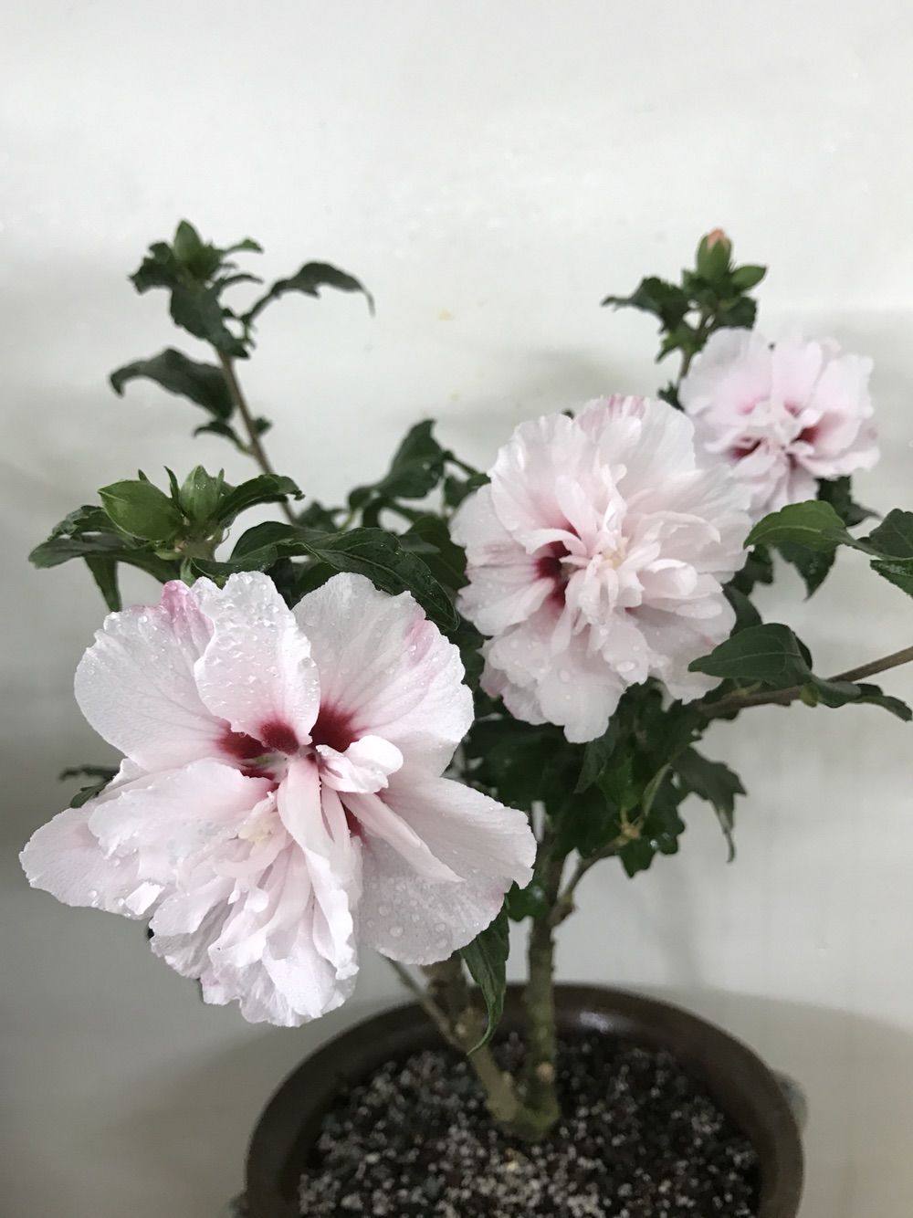 淡粉色木槿花美篇,分享木槿花之美图片