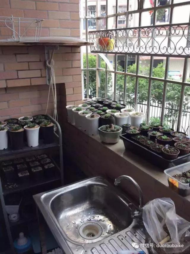 自制多肉花架最简单的方法,自制多肉花架子