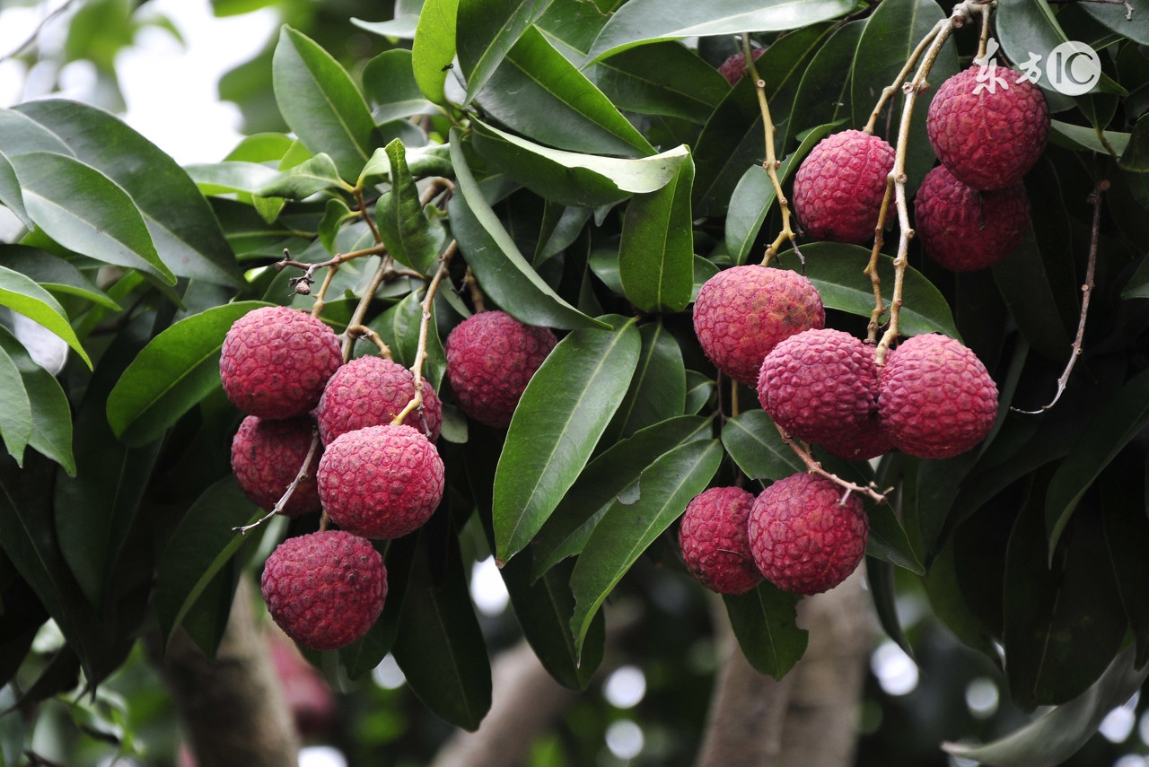 苏轼美食大合集,北宋第一吃货苏东坡的美食世界
