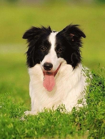 世上有多少种狗狗,世上有几种狗狗叫什么名字