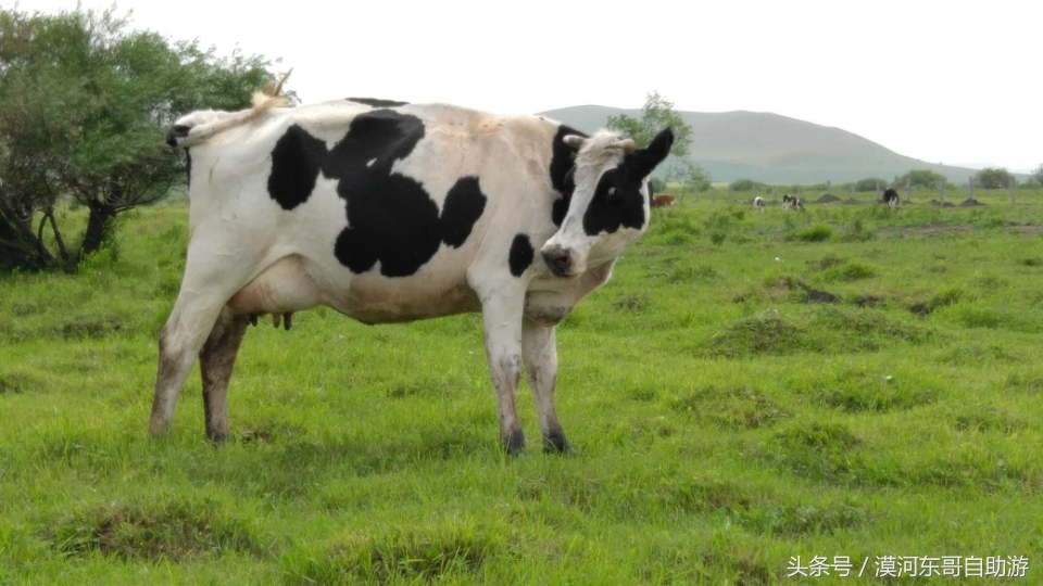 呼伦贝尔漠河旅游攻略夏季,漠河呼伦贝尔阿尔山10日游攻略