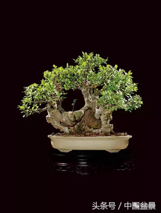 全国盆景拍卖前十 (盆景拍卖专场)