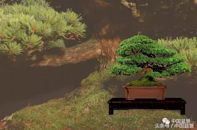 全国盆景拍卖前十 (盆景拍卖专场)