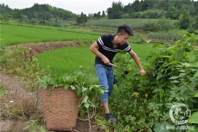 内江帅小伙牛了不仅养蛇还养鳄鱼！