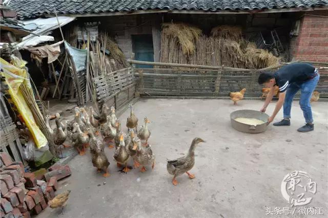 内江帅小伙牛了不仅养蛇还养鳄鱼！