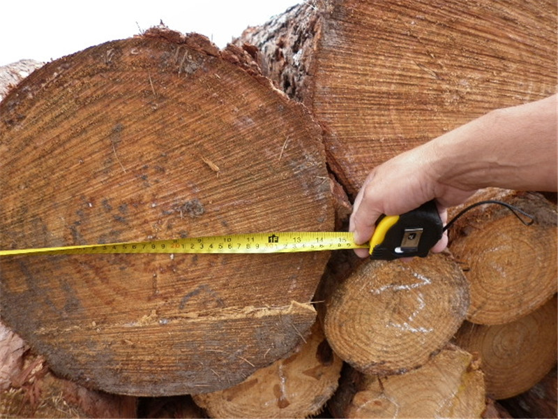 巴西第七天，松木堆场，检尺装柜