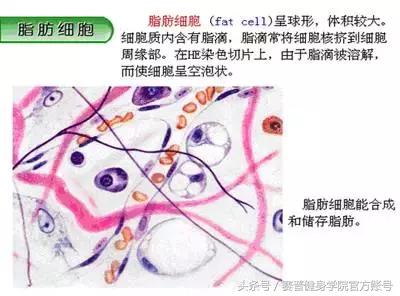 脂肪的知识跟吃有关,脂肪燃烧的知识