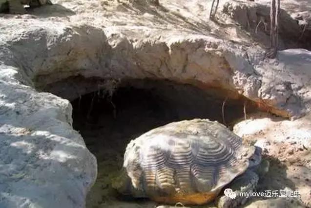 我是陆龟但是我也很怕热哦，千万不要让我暴晒哟