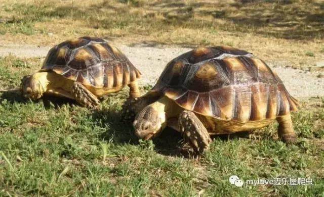 我是陆龟但是我也很怕热哦，千万不要让我暴晒哟