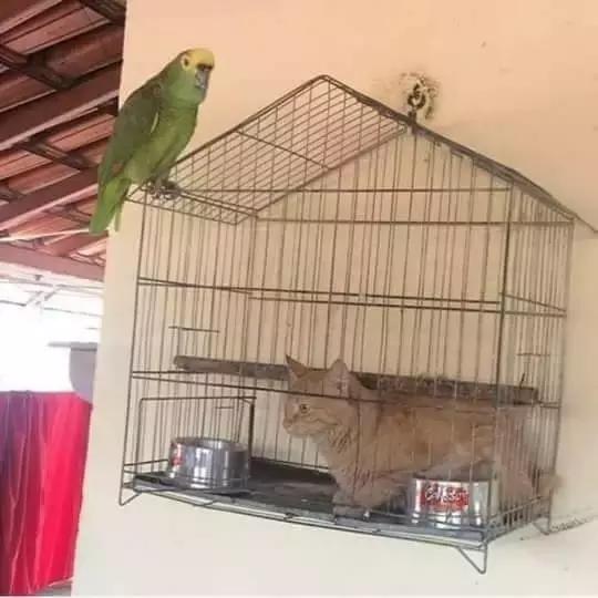 蜘蛛侠能拿雷神的锤子吗,蜘蛛侠可以放蜘蛛吗