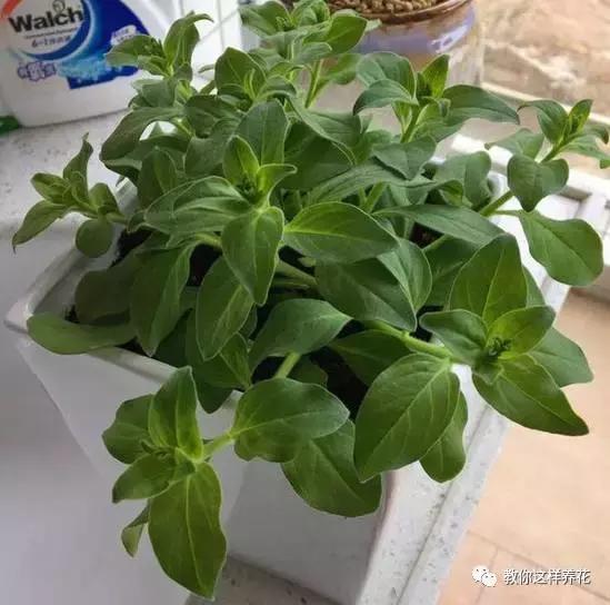 她把这些花养成了花球，竟然靠的是小小剪刀一把？