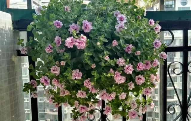 她把这些花养成了花球，竟然靠的是小小剪刀一把？