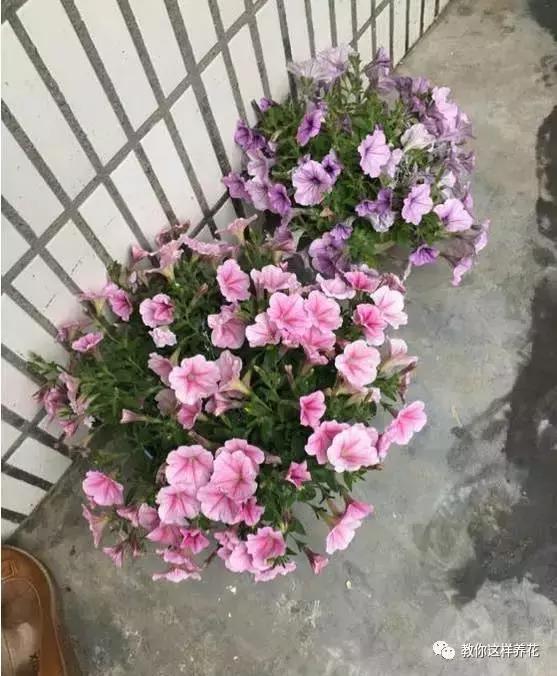 她把这些花养成了花球，竟然靠的是小小剪刀一把？